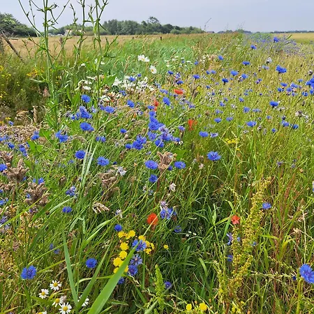 Silver Garden 3* Oosterend (Texel)