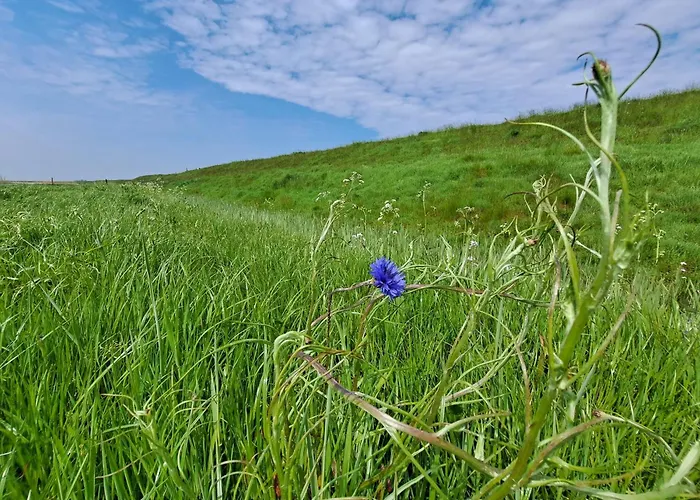 Silver Garden Oosterend (Texel)