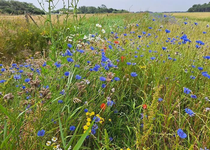 Silver Garden 3* Oosterend (Texel)